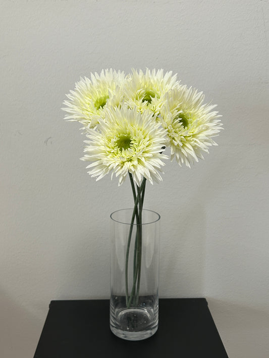 Valkoinen Gerbera